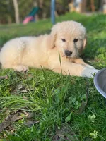 Abby, a female Goldador for sale in Fort Collins, CO – Photo 4 of 10