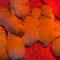 Ready now, a female Goldador for sale in Fort Collins, CO – Photo 7 of 8