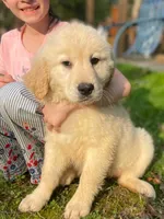 Abby, a female Goldador for sale in Fort Collins, CO – Photo 6 of 10