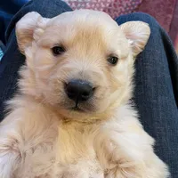 Ready now, a female Goldador for sale in Fort Collins, CO – Photo 5 of 8