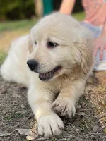 Abby, a female Goldador for sale in Fort Collins, CO – Photo 3 of 10