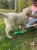Abby, a female Goldador for sale in Fort Collins, CO – Photo 5 of 10