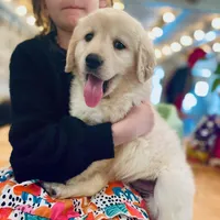 Abby, a female Goldador for sale in Fort Collins, CO – Photo 2 of 10