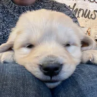 Ready now, a female Goldador for sale in Fort Collins, CO – Photo 6 of 8