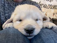 Golden Lab (Goldador), a female Golden Retriever and Labrador Retriever for sale in Fort Collins, CO – Photo 3 of 8