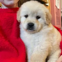 Golden Lab (Goldador), a female Golden Retriever and Labrador Retriever for sale in Fort Collins, CO – Photo 8 of 9