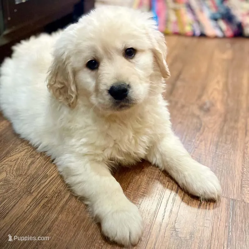Golden Lab (Goldador) – Golden Retriever, Labrador Retriever puppy for sale in Fort Collins, CO