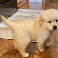 Golden Lab (Goldador), a female Golden Retriever and Labrador Retriever for sale in Fort Collins, CO – Photo 9 of 9