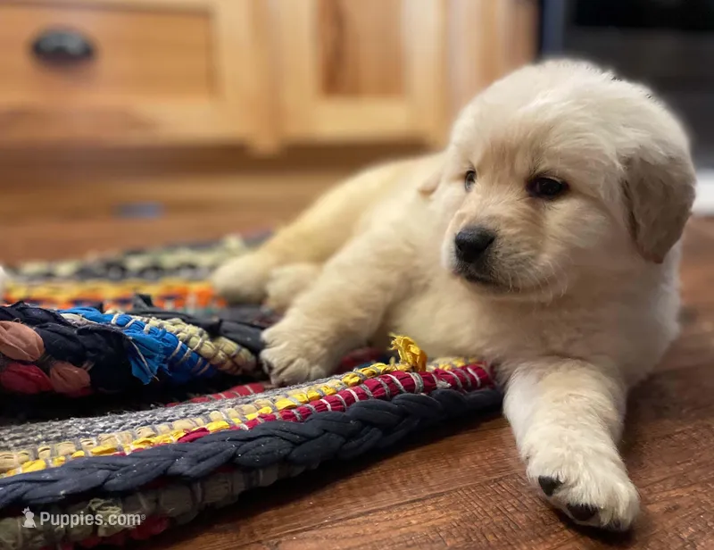 Golden Lab (Goldador)