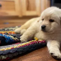 Golden Lab (Goldador), a female Golden Retriever and Labrador Retriever for sale in Fort Collins, CO – Photo 7 of 9