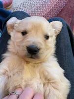 Golden Lab (Goldador), a female Golden Retriever and Labrador Retriever for sale in Fort Collins, CO – Photo 2 of 8