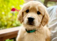 Fivel, a male Golden Retriever for sale in Fort Collins, CO – 1 of 4