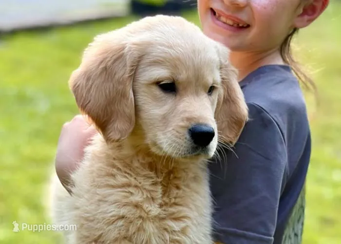 Lucy – Golden Retriever puppy for sale in Fort Collins, CO
