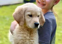 Lucy, a female Golden Retriever for sale in Fort Collins, CO – 1 of 3