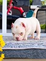 Lilac tri merle , a male American Bully for sale in Youngstown, OH – 2 of 2