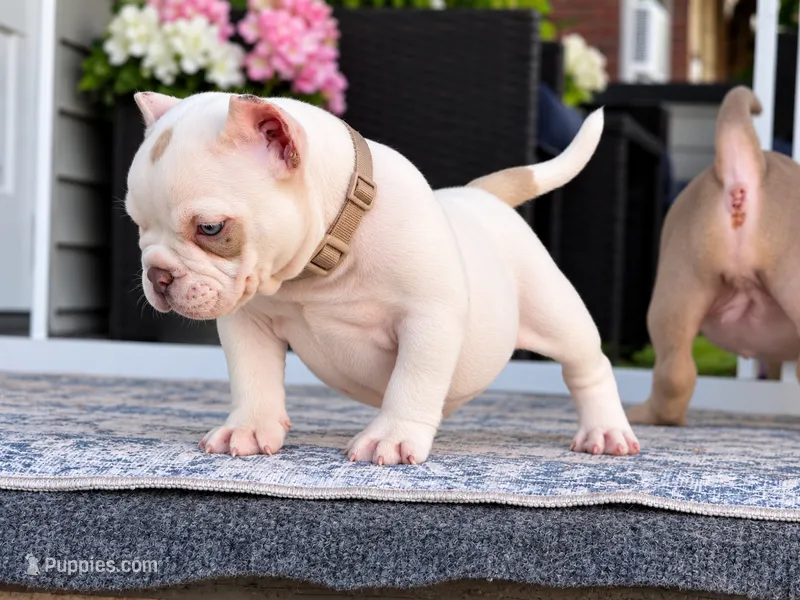 Lilac tri merle  – American Bully puppy for sale in Youngstown, OH