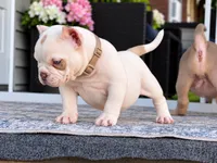 Lilac tri merle , a male American Bully for sale in Youngstown, OH – 1 of 2