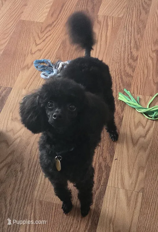 AKC Toy Poodle for Stud – Poodle - Toy  puppy for sale in Casselberry, FL