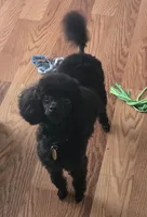 AKC Toy Poodle for Stud, a male Poodle - Toy  for sale in Casselberry, FL – 1 of 6
