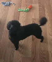 AKC Toy Poodle for Stud, a male Poodle - Toy  for sale in Casselberry, FL – 2 of 6