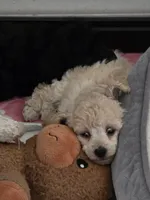 Cartier, a male Poodle - Toy  for sale in Casselberry, FL – 4 of 7