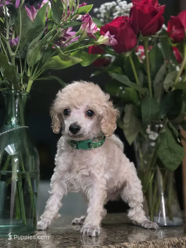 Cartier – Poodle - Toy  puppy for sale in Casselberry, FL