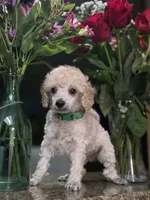 Cartier, a male Poodle - Toy  for sale in Casselberry, FL – 1 of 7
