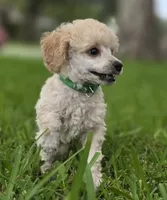 AKC Toy Poodle, a male Poodle - Toy  for sale in Casselberry, FL – 8 of 10