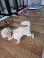 Cartier, a male Poodle - Toy  for sale in Casselberry, FL – 3 of 7