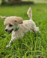 AKC Toy Poodle, a male Poodle - Toy  for sale in Casselberry, FL – 10 of 10