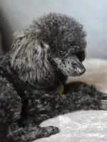 AKC Toy Poodle for Stud, a male Poodle - Toy  for sale in Casselberry, FL – 5 of 6