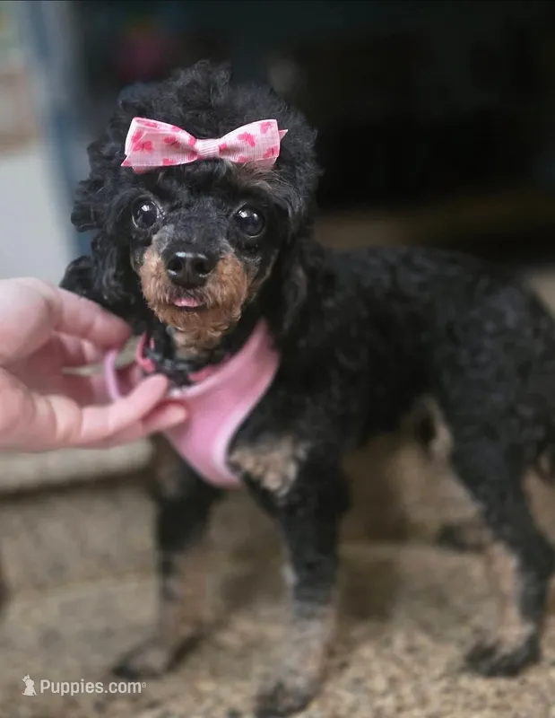 Prada – Poodle - Toy  puppy for sale in Casselberry, FL