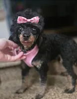 Prada, a female Poodle - Toy  for sale in Casselberry, FL – 1 of 4
