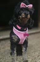 Prada, a female Poodle - Toy  for sale in Casselberry, FL – 3 of 4
