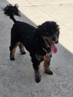Prada, a female Poodle - Toy  for sale in Casselberry, FL – 4 of 4