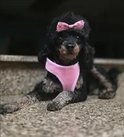 Prada, a female Poodle - Toy  for sale in Casselberry, FL – 2 of 4