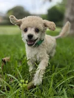 AKC Toy Poodle, a male Poodle - Toy  for sale in Casselberry, FL – 9 of 10