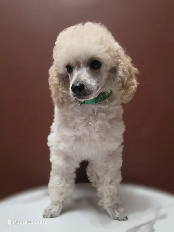 AKC Toy Poodle – Poodle - Toy  puppy for sale in Casselberry, FL