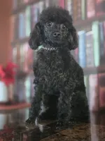 AKC Toy Poodle for Stud, a male Poodle - Toy  for sale in Casselberry, FL – 3 of 6