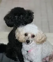 AKC Toy Poodle for Stud, a male Poodle - Toy  for sale in Casselberry, FL – 4 of 6