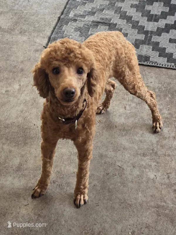 Louie – Poodle - Miniature  puppy for sale in Casselberry, FL