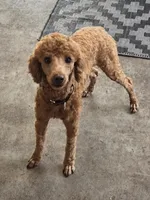 Louie, a male Poodle - Miniature  for sale in Casselberry, FL – 1 of 4