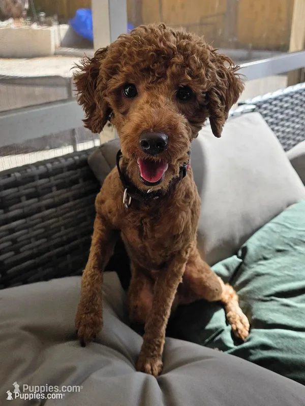 Louie – Poodle - Miniature  puppy for sale in Casselberry, FL