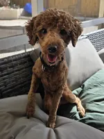 Louie, a male Poodle - Miniature  for sale in Casselberry, FL – 2 of 4