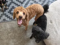 Louie, a male Poodle - Miniature  for sale in Casselberry, FL – 4 of 4