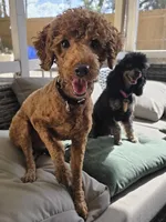 Louie, a male Poodle - Miniature  for sale in Casselberry, FL – 3 of 4