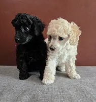 Cartier, a male Poodle - Toy  for sale in Casselberry, FL – 7 of 7