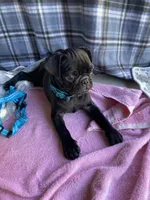 Shadow , a male Pug for sale in Riverside, CA – 8 of 10