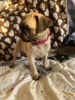 Lola, a female Pug for sale in Riverside, CA – 3 of 10