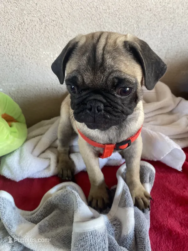 Last fawn boy puppy  – Pug puppy for sale in Riverside, CA
